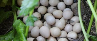 guinea eggs