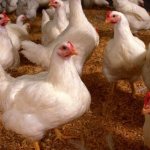Domestic chickens are most often affected