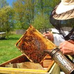 How does beekeeping differ from beekeeping?
