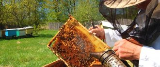 чем бортничество отличается от пчеловодства