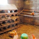 How to disinfect a chicken coop at home