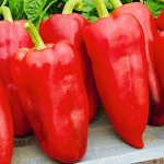 &#39;What&#39;s good about the Winnie the Pooh pepper: getting to know the variety and learning how to grow it correctly&#39; width=&quot;800