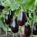 &#39;What is good about the Epic eggplant variety?