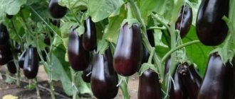 &#39;What is good about the Epic eggplant variety?