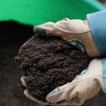 What and how to disinfect the soil before planting