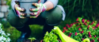 How and how to fertilize a flower garden in spring