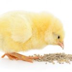 What to feed chickens from the first days of life
