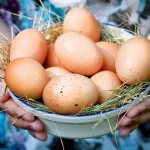 What to feed chickens in winter?
