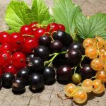 How to treat currants in the fall against pests and diseases