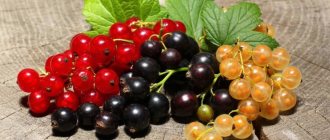 How to treat currants in the fall against pests and diseases