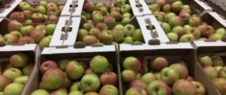 How to process apples for long-term storage at home