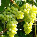 Чем подкормить виноград во время созревания кистей