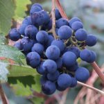 Чем подкормить виноград