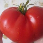 &#39;What you might remember about Masterpiece tomatoes