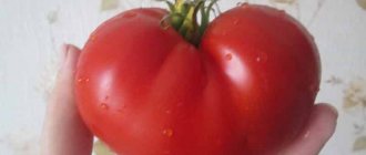 'Чем вам могут запомниться помидоры сорта "Шедевр