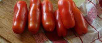 'Чем вас приятно удивит необычный на вид томат "Жигало": отзывы, фото и описание агротехники' width="700