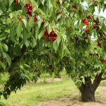 Cherry-plant-Description-and-features-varieties-benefits-and-harm-care-and-growing-cherries-1
