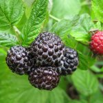 Black raspberries on a bush