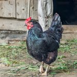 Black Moscow breed of chickens