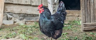Black Moscow breed of chickens