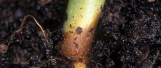 Black leg on seedlings