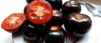 Black tomatoes Indigo rose