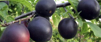 Черный абрикос: чудо-фрукт