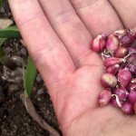 garlic seeds