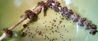 Chistets stakhis sheep ears seeds photo