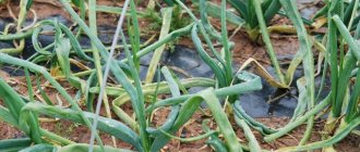 what to do to prevent onions from turning yellow, and why the problem occurs