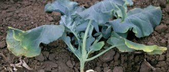 What to do when cabbage rots on the vine