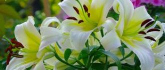 What to do with lilies after flowering