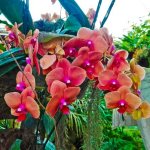 What to do with the loss of foliage turgor in an orchid