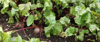 What to plant after beets next year: what mistakes to avoid in crop rotation so as not to harm the harvest