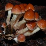 What is brick-red honey fungus?
