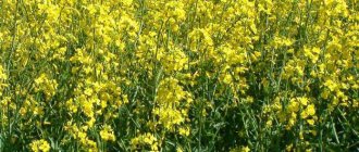 what is rapeseed
