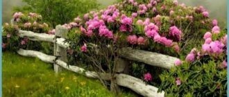 what is rhododendron