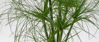 Cyperus is a very useful flower