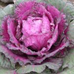Everyone decorates flower beds with flowers, but only a few with cabbage: 11 decorative varieties