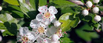 Hawthorn blossoms in the garden