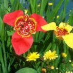 Цветок тигридия фото и описание