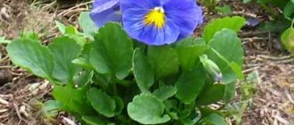Viola flower - description of the plant