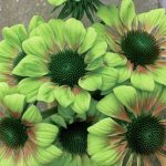 Green flower as a garden decoration. Names of green flowers and photos 