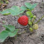 This strawberry produces flower stalks not only on the bush itself, but also on young tendrils