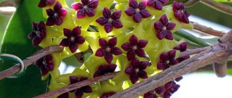 Hoya flowers