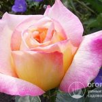 Цветы отличаются характерной окраской лепестков – бледно-желтой с розовой каймой