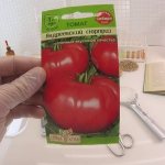 &#39;It will produce a late harvest, but will live up to expectations - the tomato &quot;Andreevsky Surprise&quot;&#39; width=&quot;800