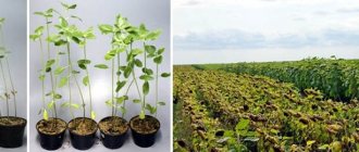 Effect of humates and leonardites on plants