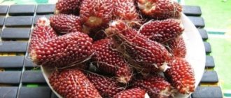 Ornamental strawberry corn: description, cultivation, care and application