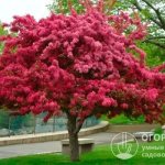 Decorative apple trees are widely used in the landscape design of summer cottages and household plots, in urban landscaping of streets, parks and public gardens.